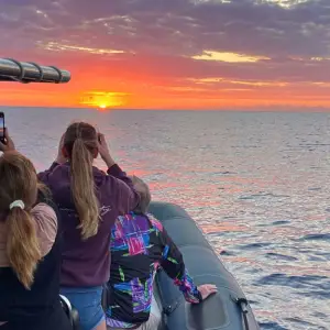 Excursión con delfines en lancha rápida en Cala Ratjada